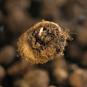 Begonia Tuber