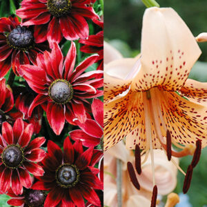 Cherry Brandy Black Eyed Susan and Tiger Baby Lilies