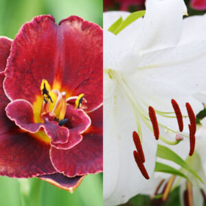 Night Embers Daylily with Casablanca Oriental Lily