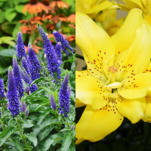 Enchanted Indigo Veronica with Sundew Asiatic Lily