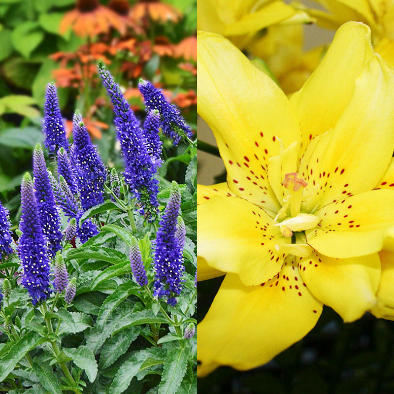 Image of Daylilies as companion plants for oriental lilies