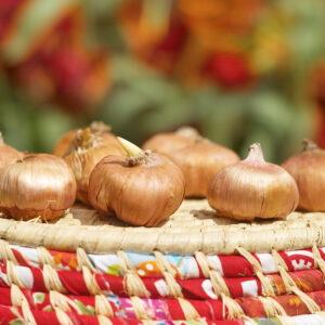 Gladiolus Corms