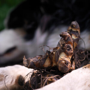 Canna Lily Rhizome