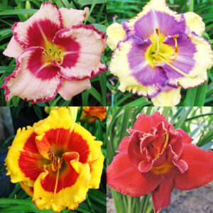 Daylilies