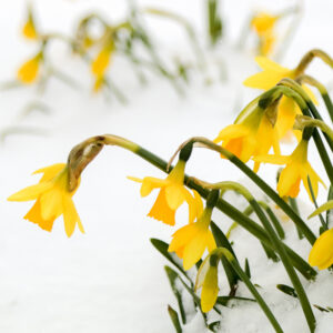 Daffodils in Snow