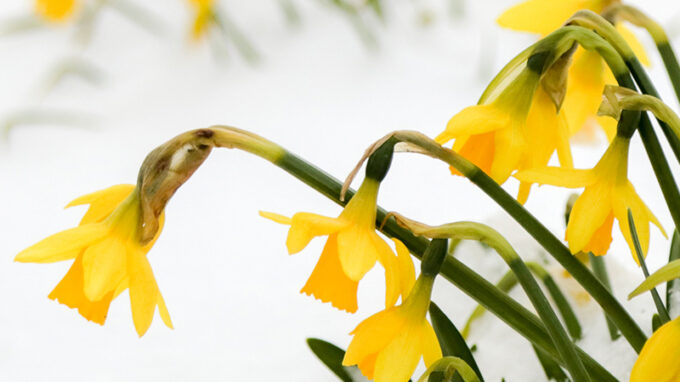 Daffodils in Snow