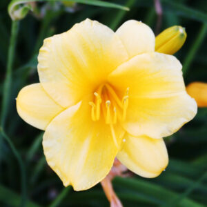 Stella D'oro Daylily