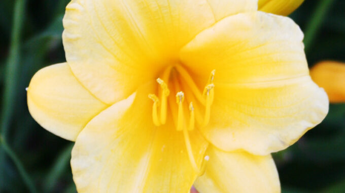 Stella D'oro Daylily