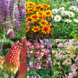 Perennial Flower Bonanza Collection