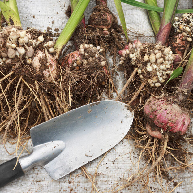 How to Store Summer Bulbs in Winter Bulbs in Containers Over Winter