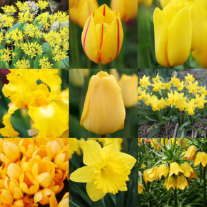 Bright and Sunny Yellow Collection