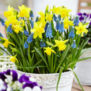 Tete a Tete Daffodils and Grape Hyacinth Blend