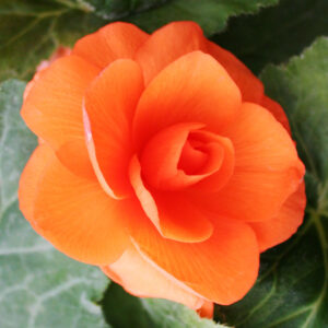 Apricot Roseform Begonia