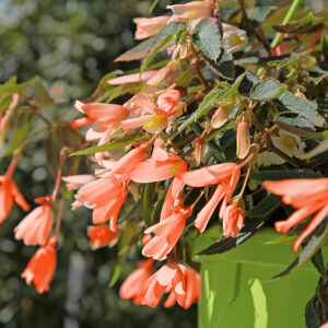 San Fransisco Begonia