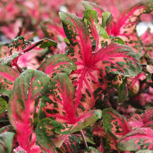 Clowning Around Caladium