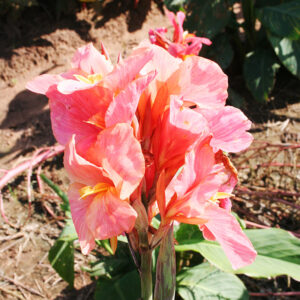 Los Angeles Dwarf Canna