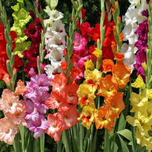 Mixed Gladiolus