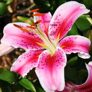 Stargazer Lily