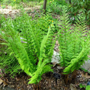 Goldie's Giant Wood Fern