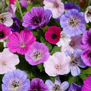 Breeder's Mix Geranium