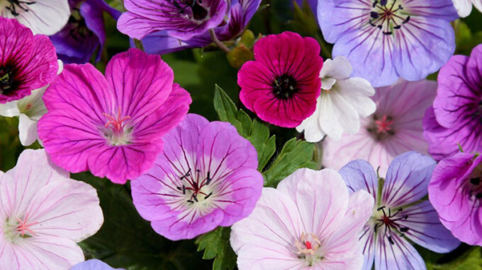 Breeder's Mix Geranium