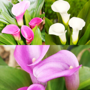 Crystal Clear Calla Lily Collection