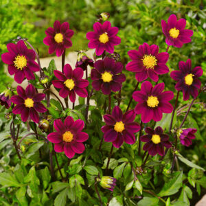 Top Mix Purple Miniature Dahlias