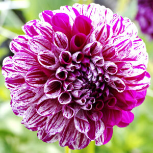 Marble Ball Dahlia