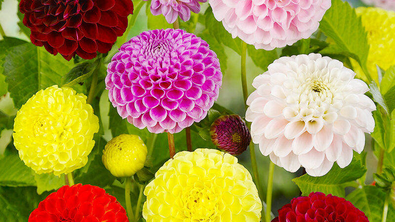 Ball Mixture Dahlias