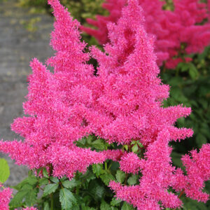 Rheinland Astilbe