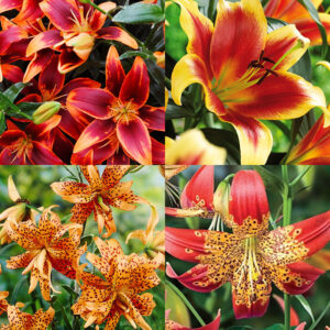 Fiery Hot Lily Collection