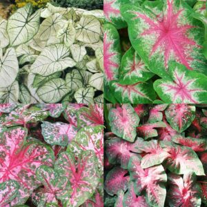 Caladiums