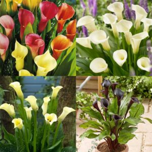 Calla Lilies