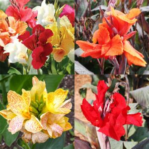 Canna Lilies