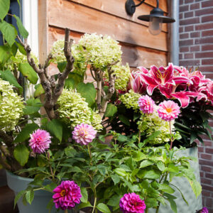 Dahlias Next To House