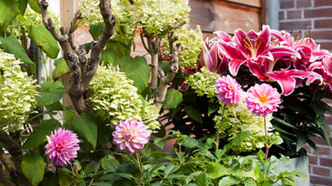 Dahlias Next To House