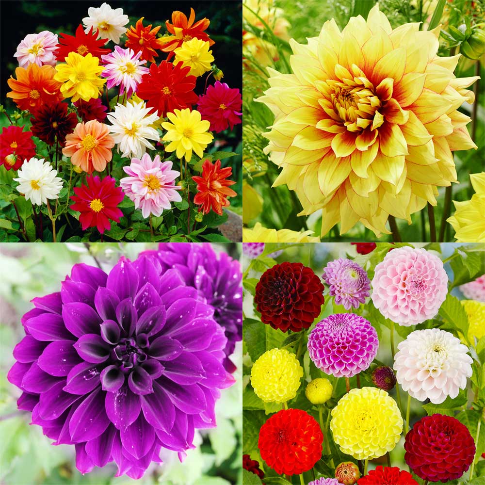 Top 10 Flower Bulbs to Plant in Spring for Summer Summer Flower Bulbs