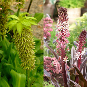 Pineapple Lilies