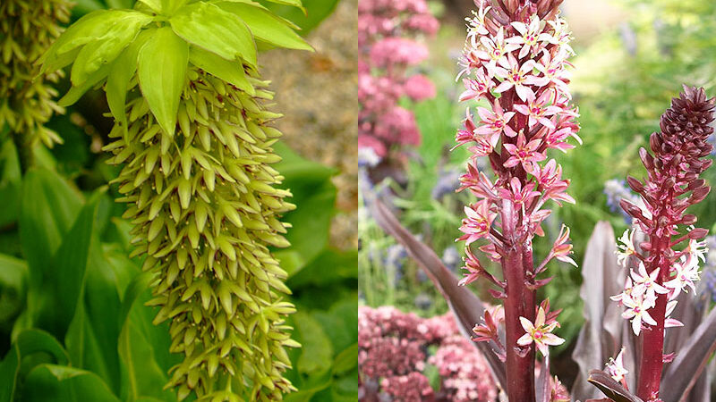 Pineapple Lilies