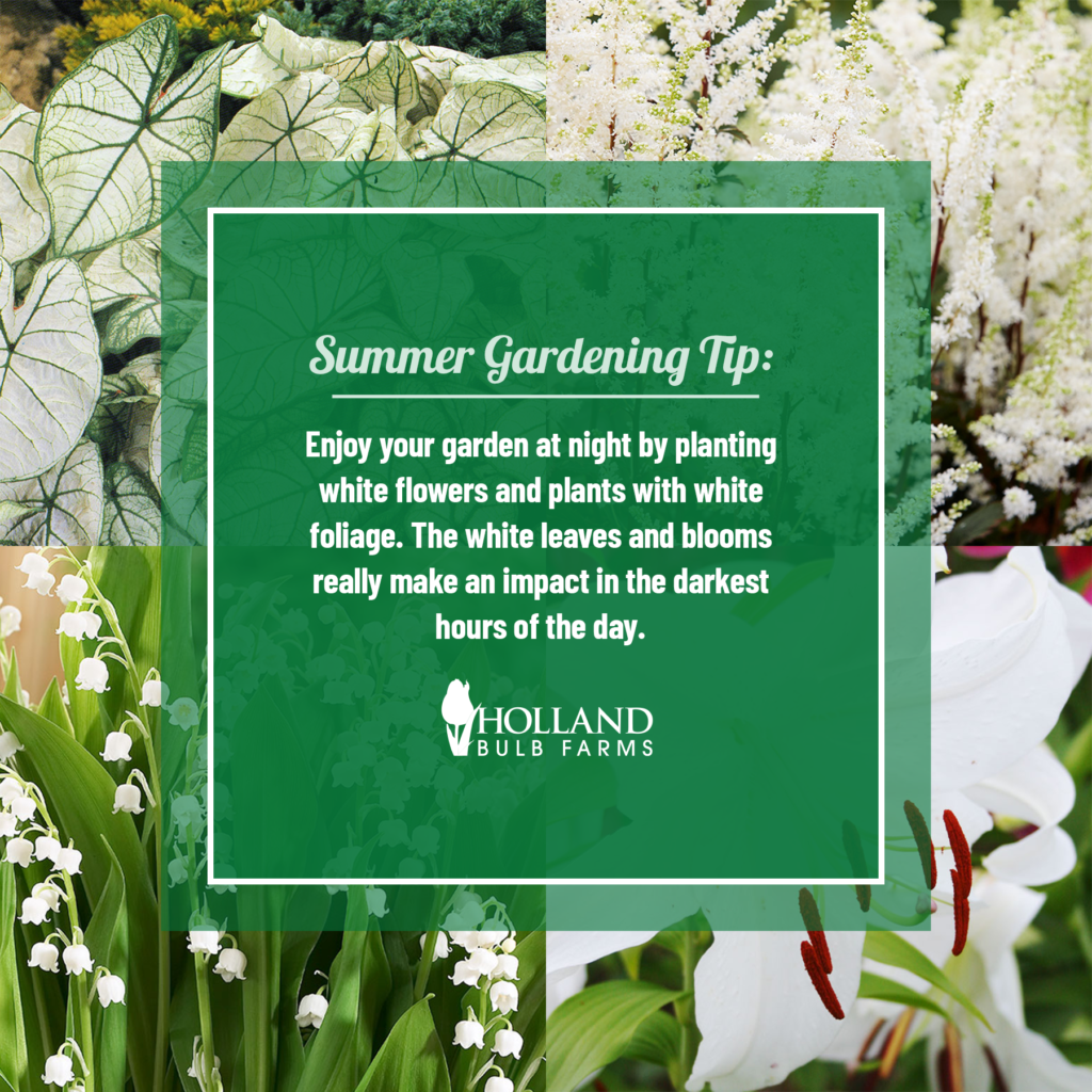 20 Summer Flower and Garden Tips Beginner Garden Help Bulb Blog