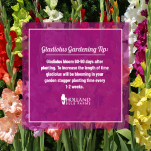 Garden Tip