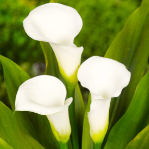 Crystal Clear Calla Lily