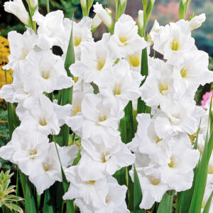 White Gladiolus