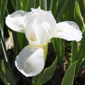 White Swirl Siberian Iris