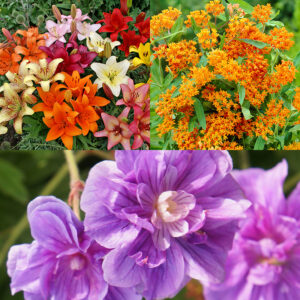 Sunny Perennial Mailbox Garden