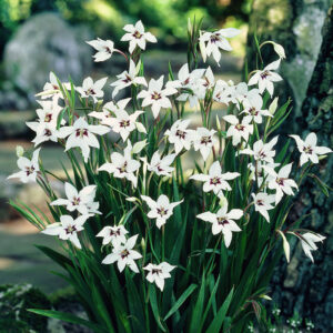 Peacock Orchids