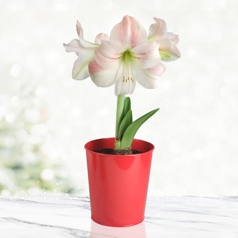 2023 Year of the Amaryllis Grow Amaryllis Bulbs Bulb Blog