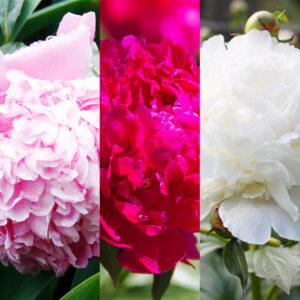 Peony Collection