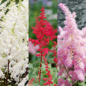 Astilbe Collection