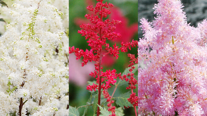 Astilbe Collection